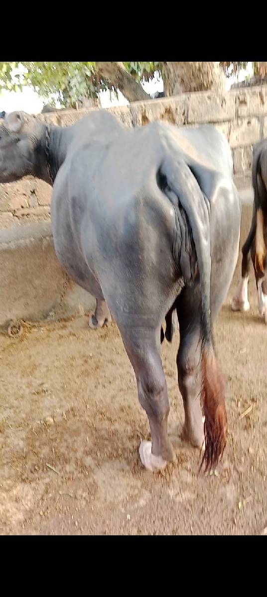 7016630901