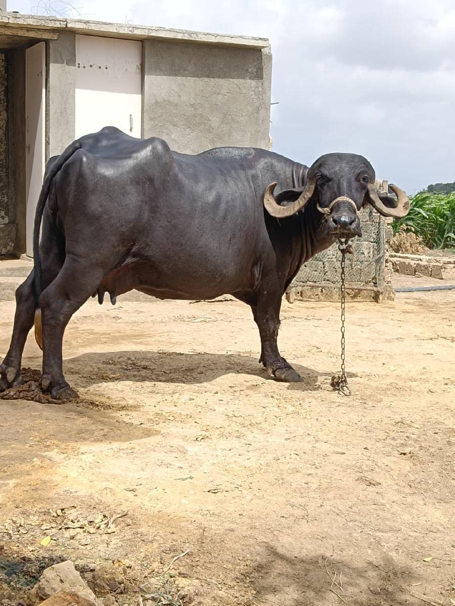 ભેંસ વેસવા ની સે