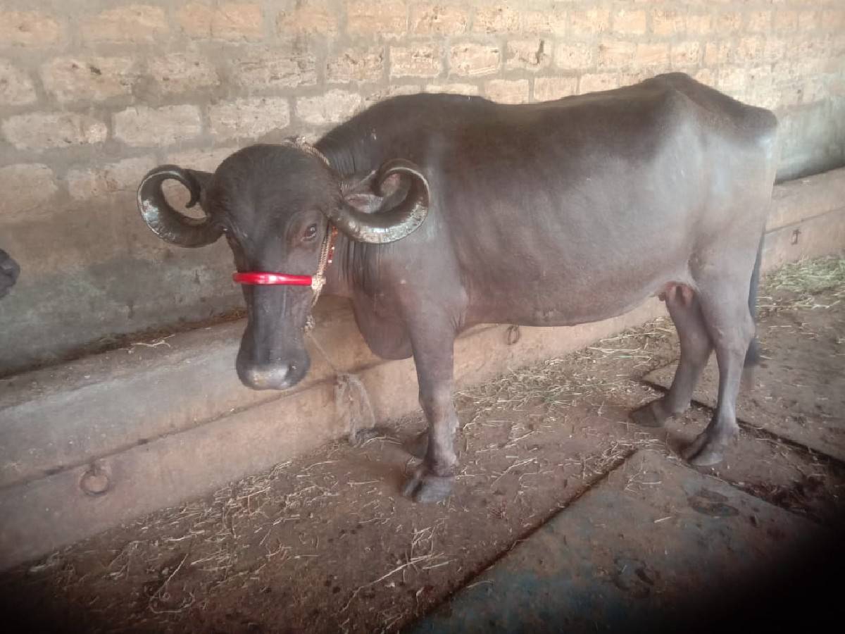 ભેસ