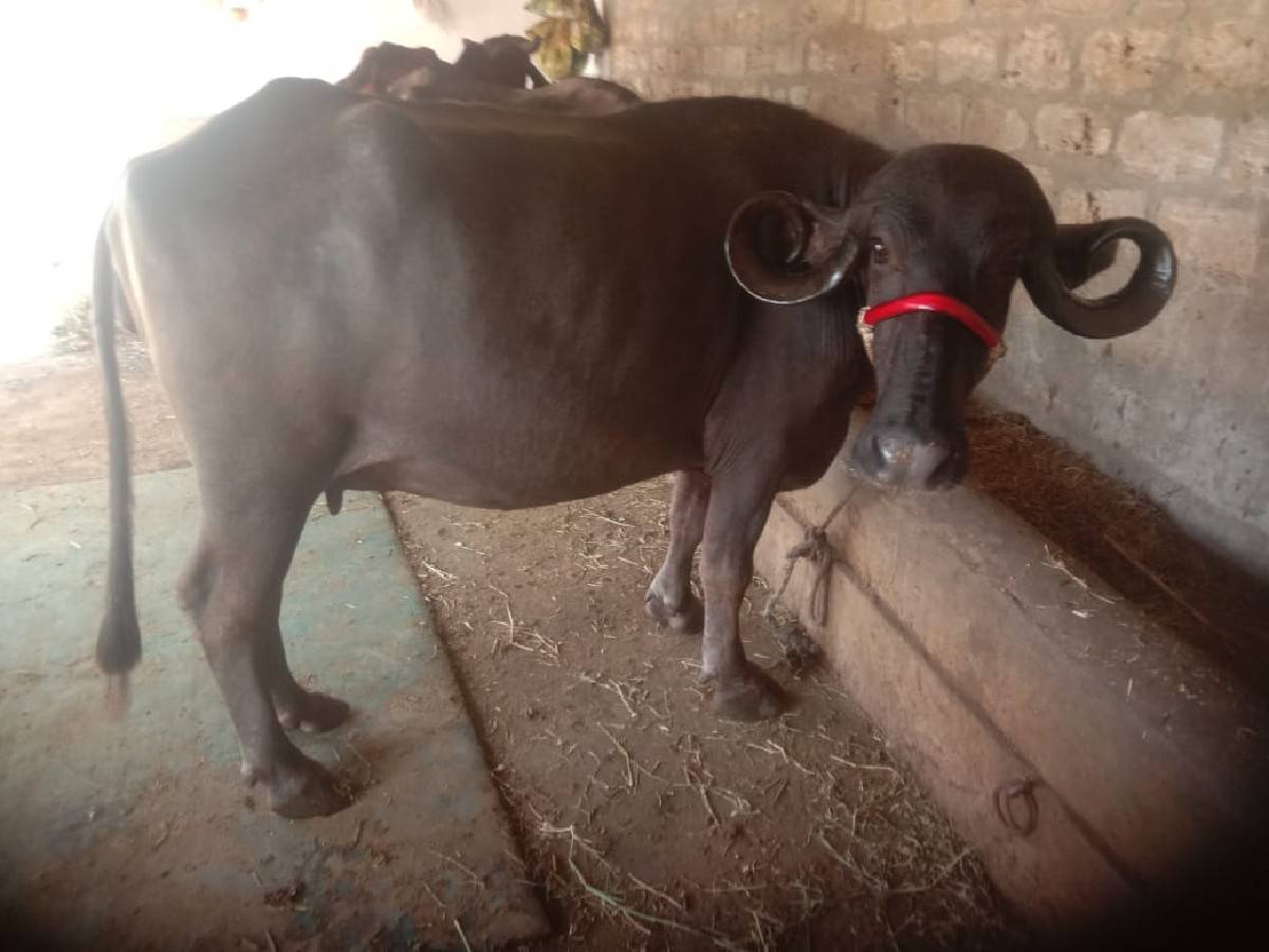 ભેસ