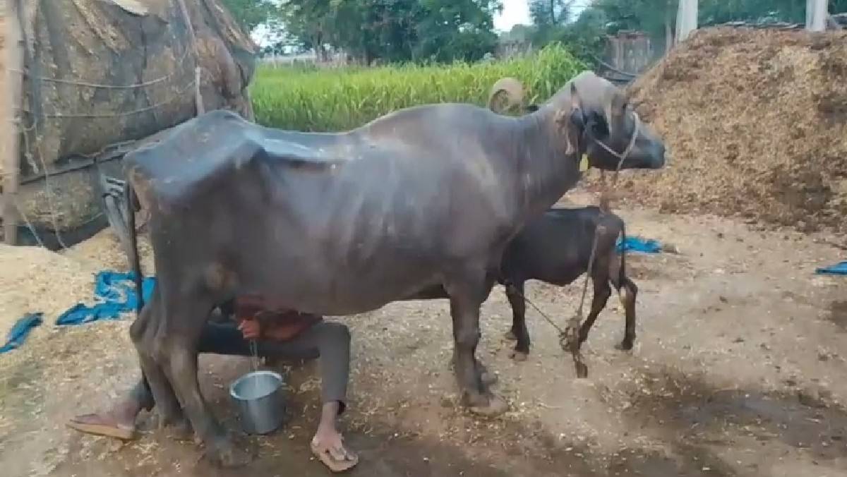 ભેસ વેસવાની સે