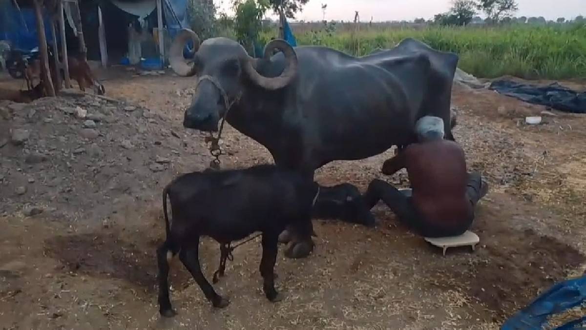ભેસ વેસવાની સે