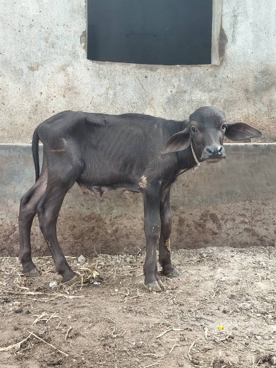 દસ દીનો પોડો સે