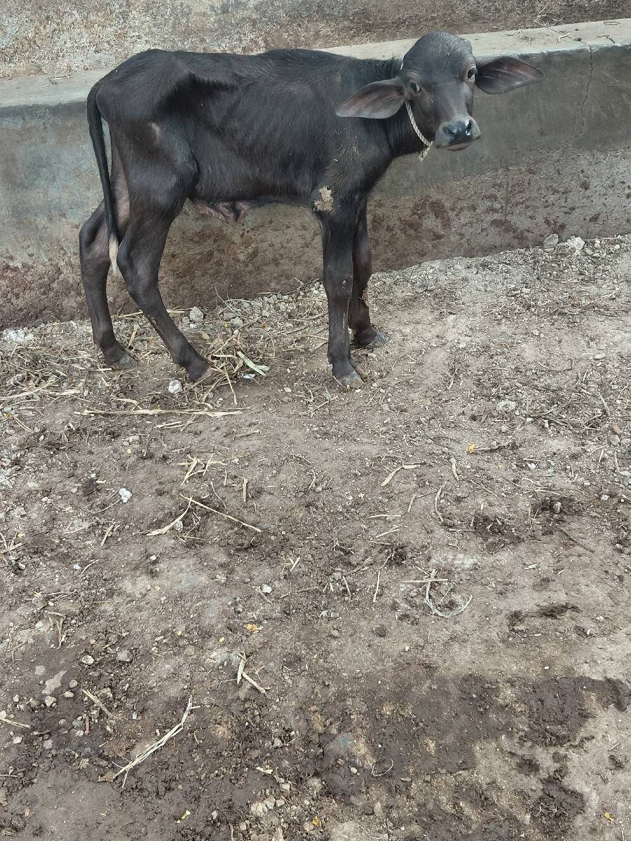 દસ દીનો પોડો સે