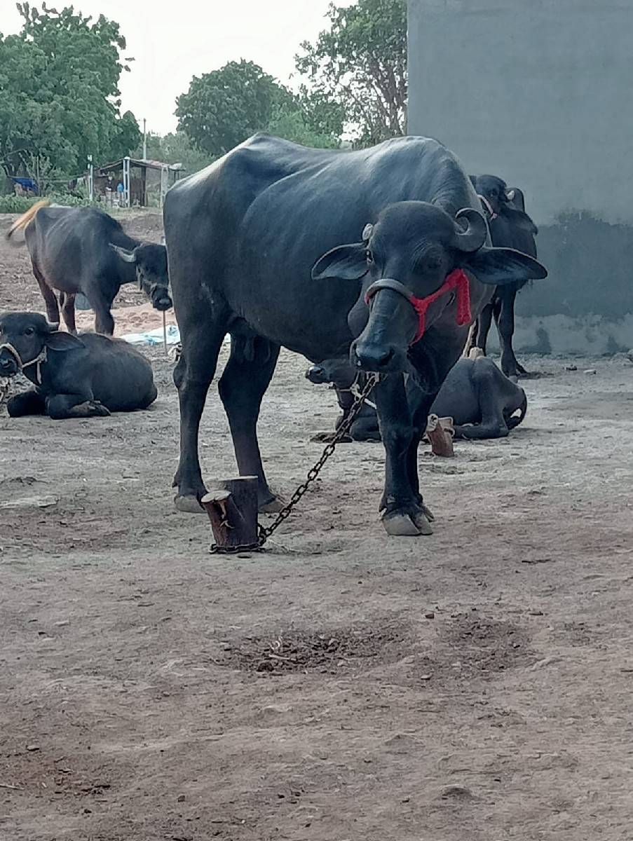 ખડેલી