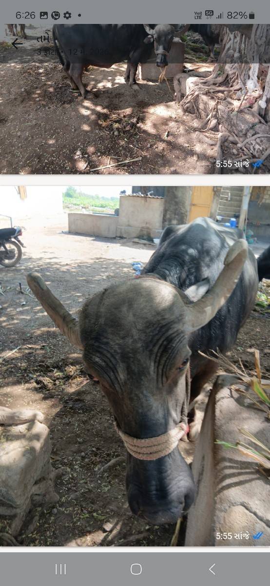 ભેસ 4  વેતર