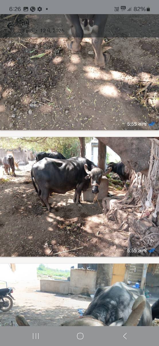 ભેસ 4  વેતર