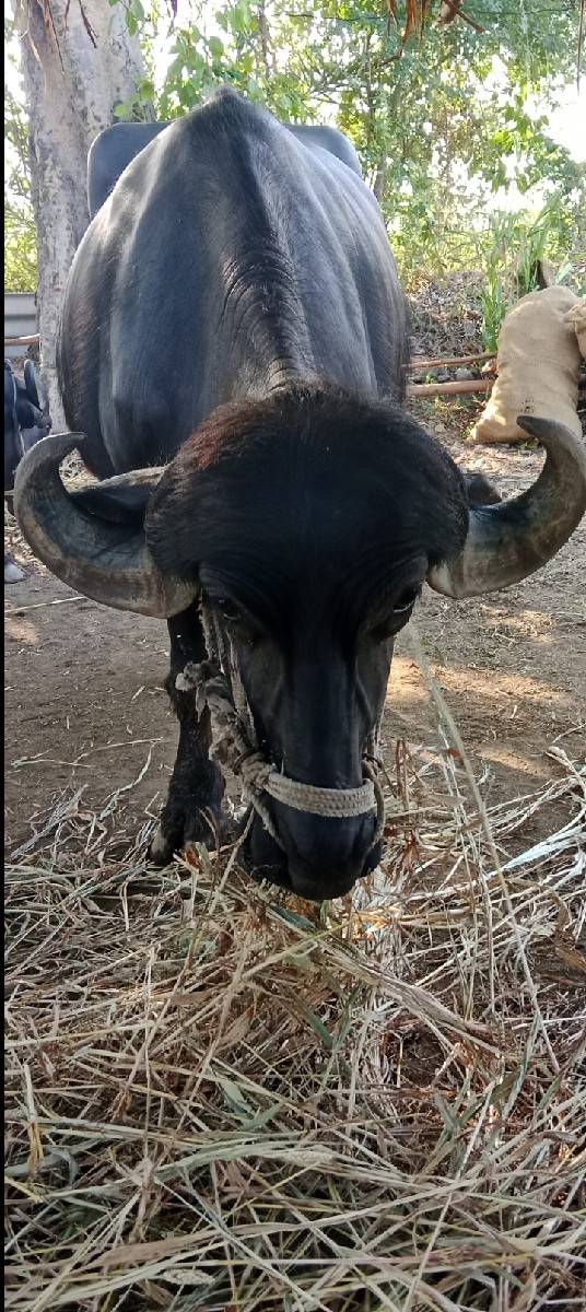 ભેંસ વેચવાની છે
