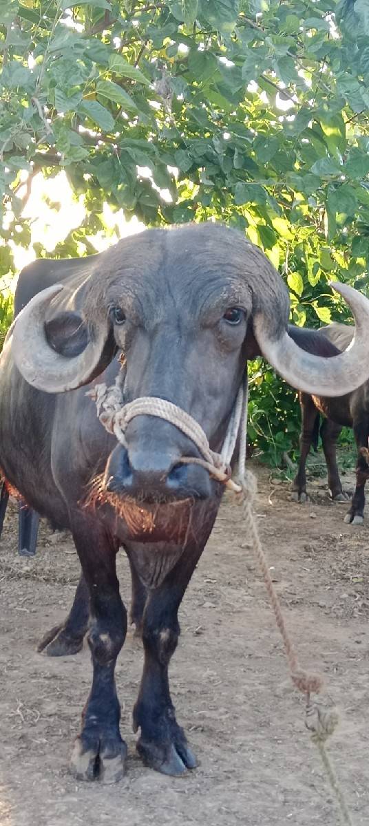 ભેંસ વેચવાની છે