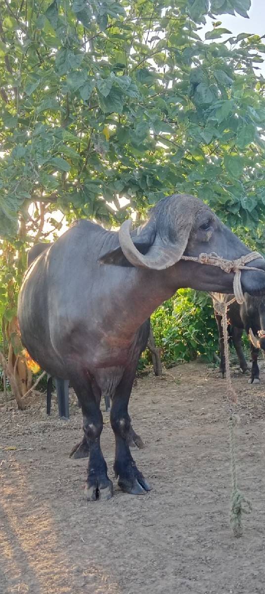 ભેંસ વેચવાની છે