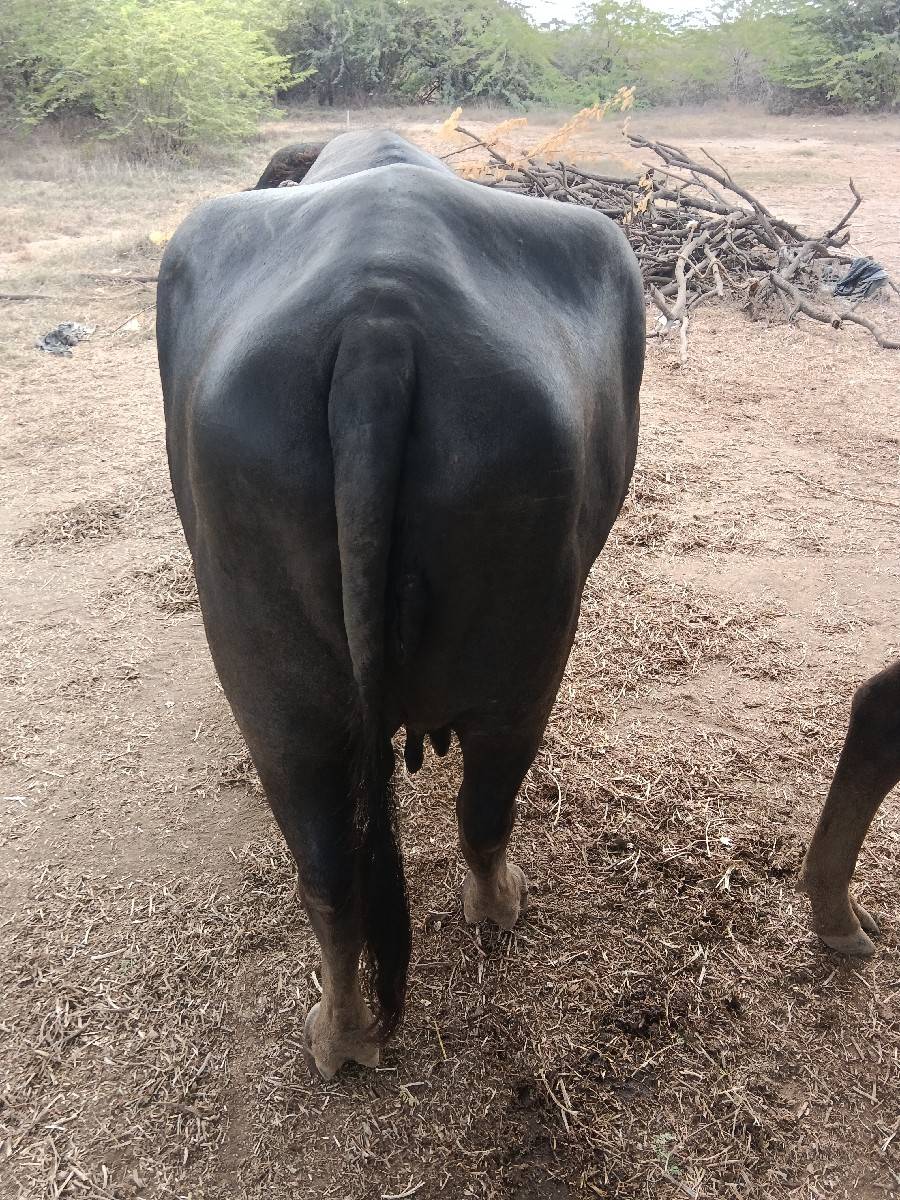 bhensh vechavani se