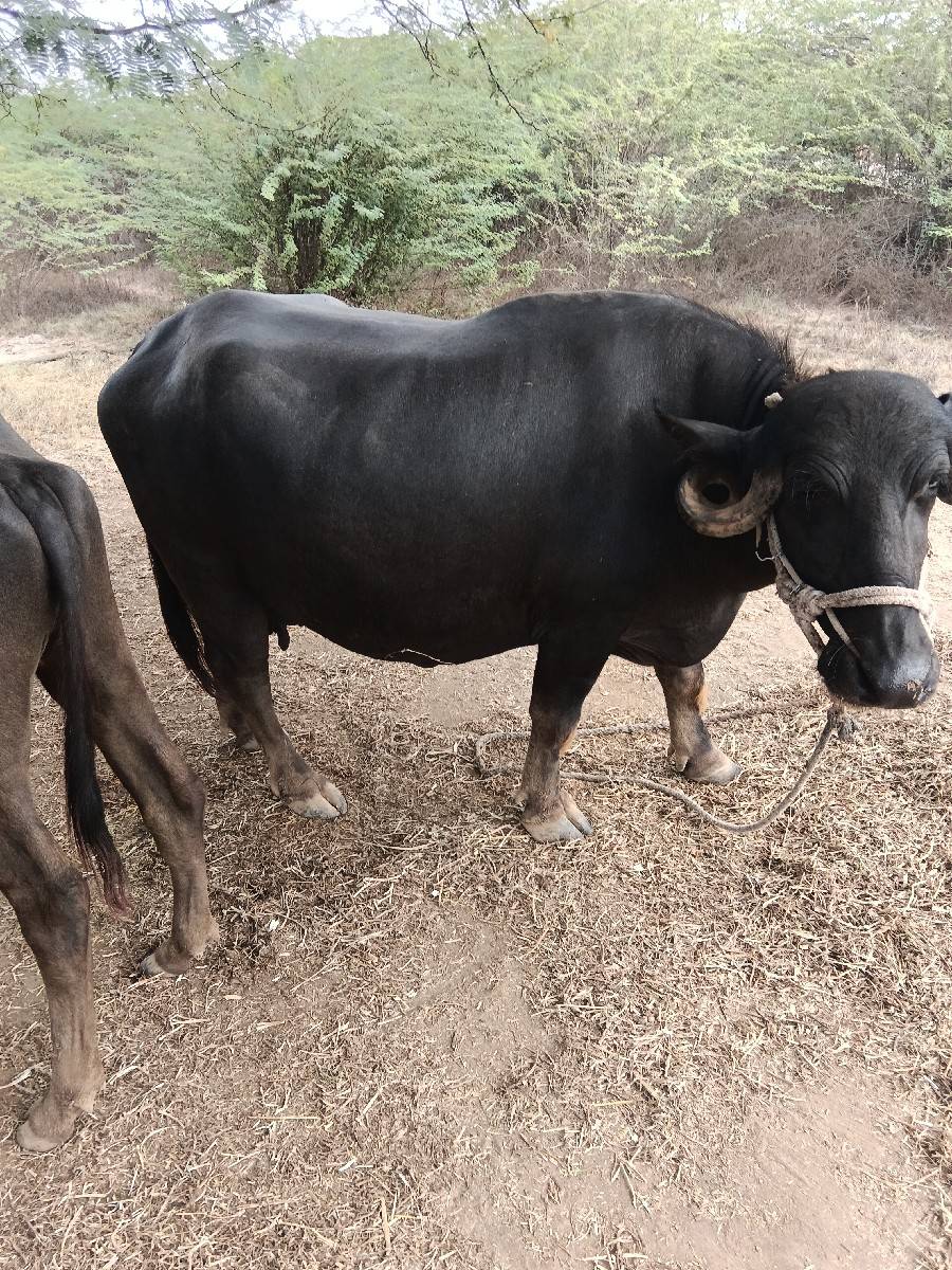 bhensh vechavani se