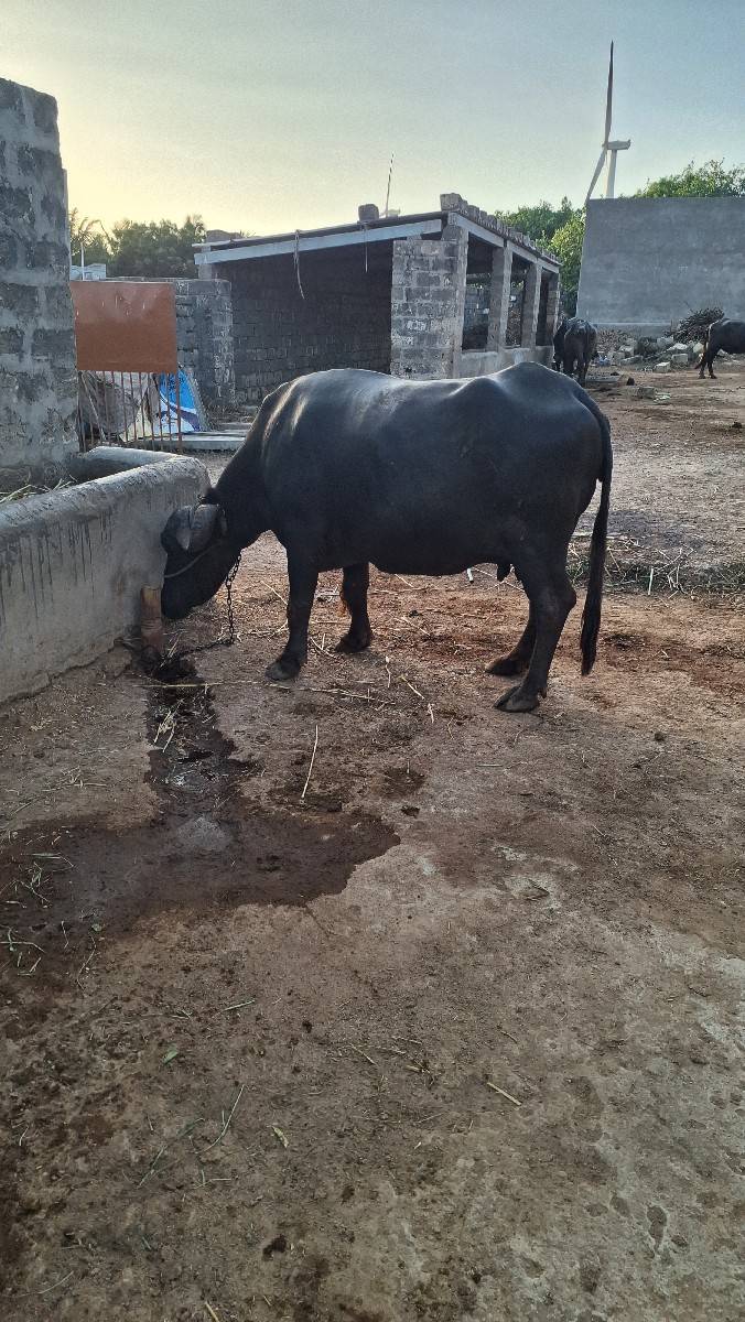 ભેંશ વેસવાની સે 3 વેટર