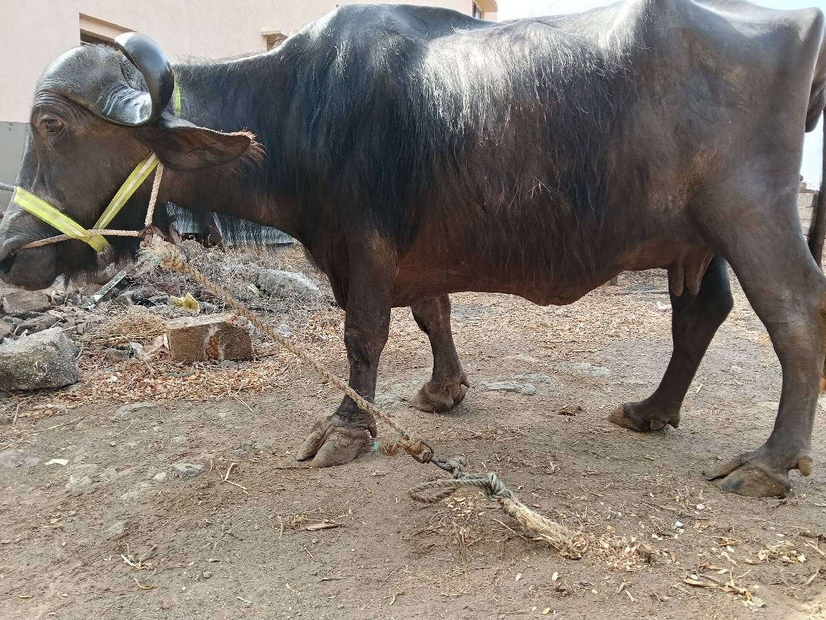 ભેંસ વેચવાની છે.
