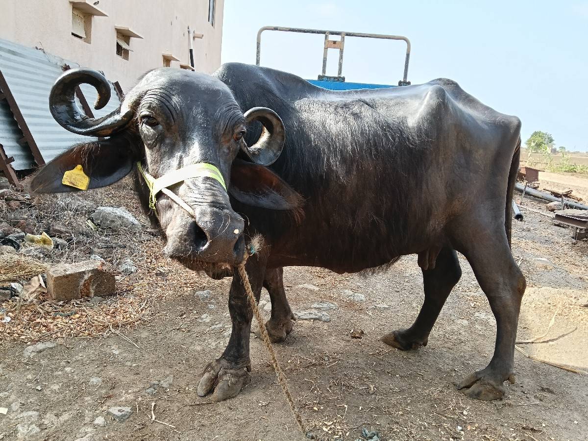 ભેંસ વેચવાની છે.