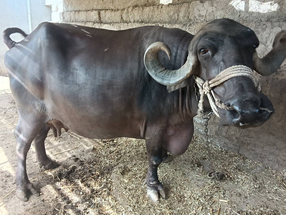 ભેંસ વેચવાની છે