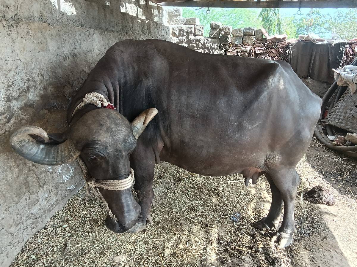 ભેંસ વેચવાની છે
