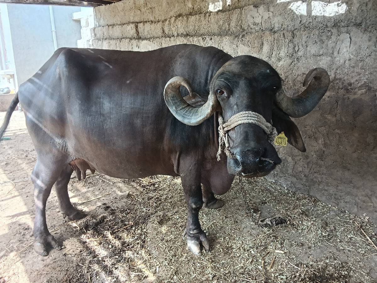 ભેંસ વેચવાની છે
