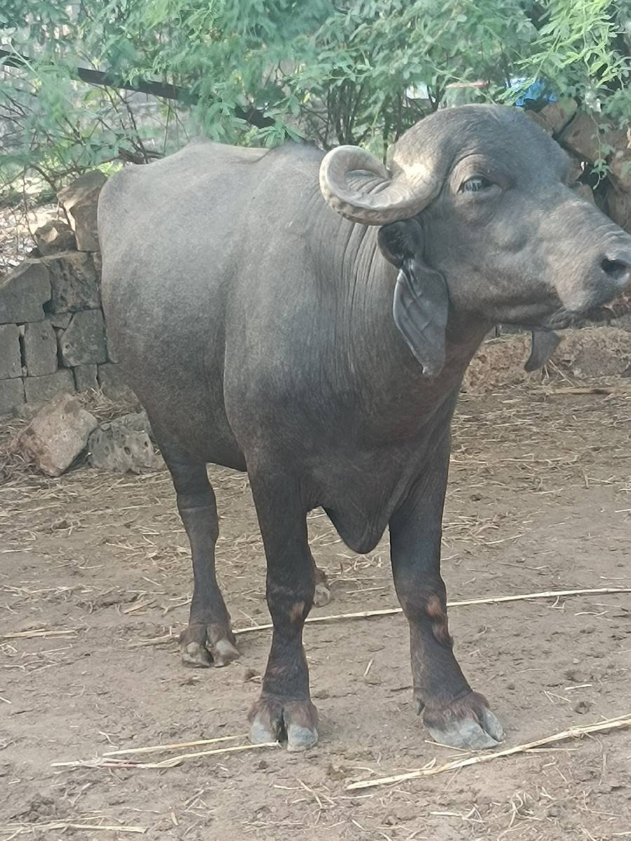ફુટી.  ગેલસે