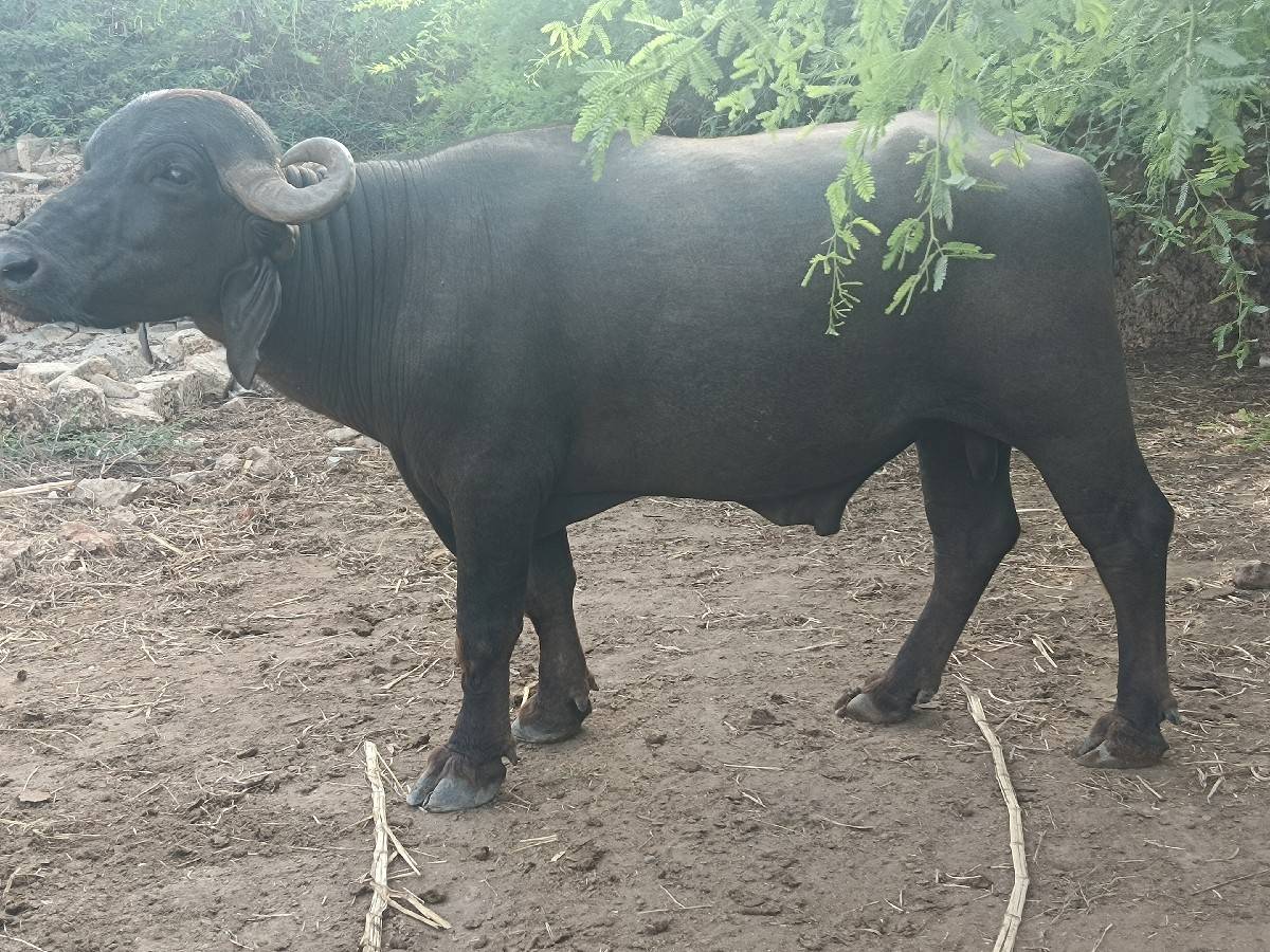 ફુટી.  ગેલસે