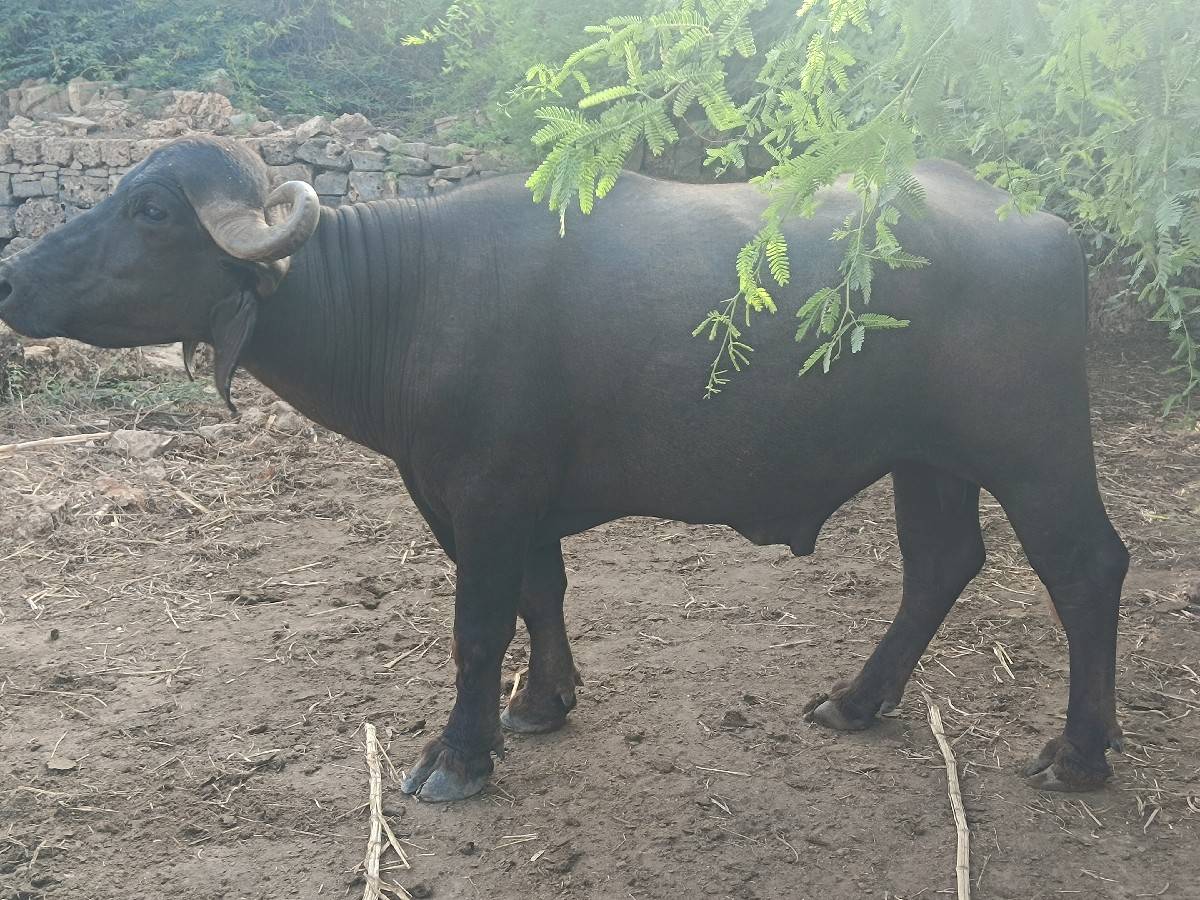 ફુટી.  ગેલસે