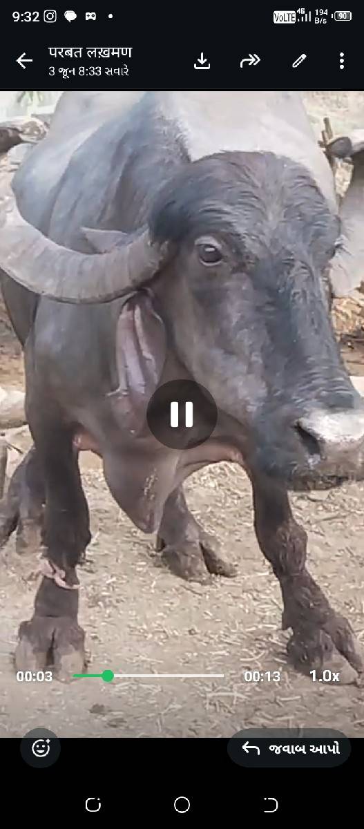 ભેસવેસવાનીછે.20દિવસનીકાસી.