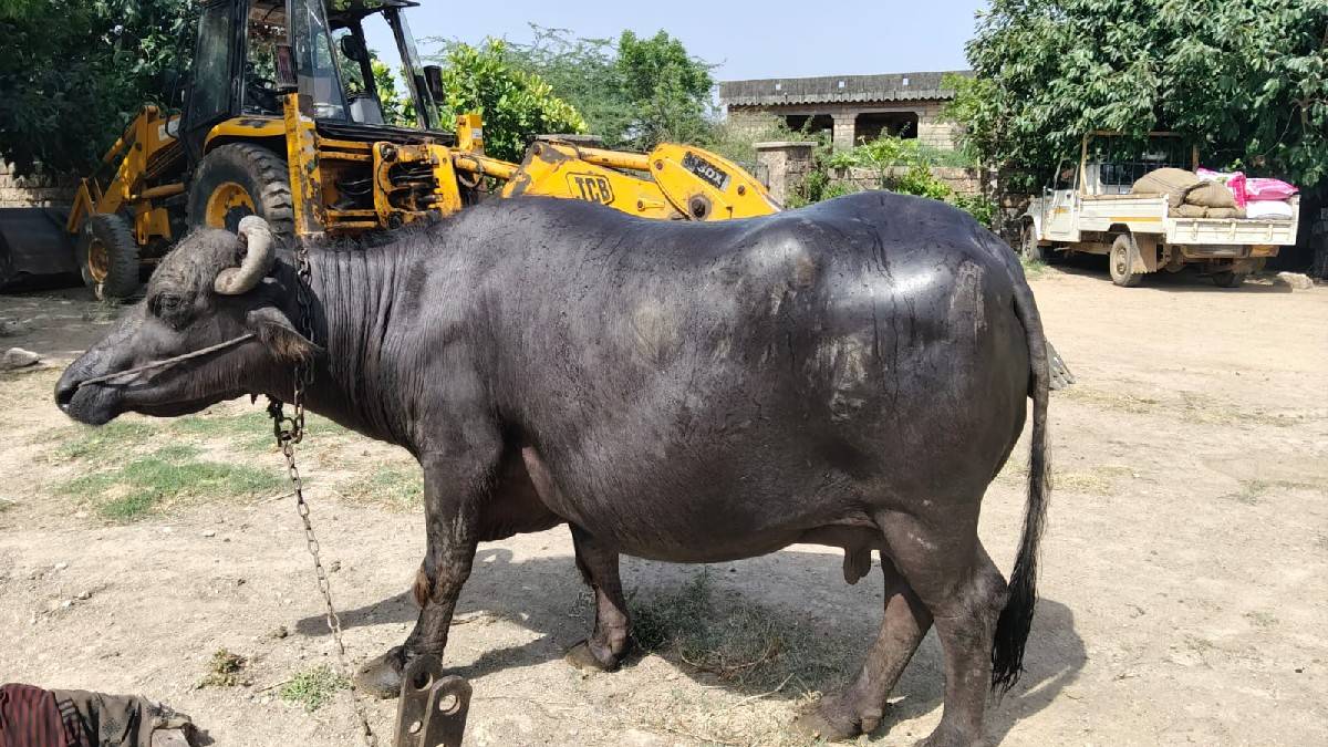 ભેંસ વેચવાની છે