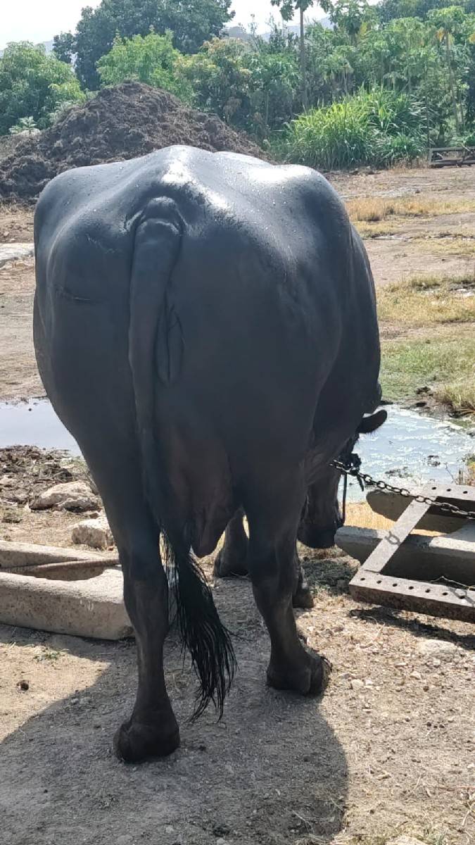 ભેંસ વેચવાની છે