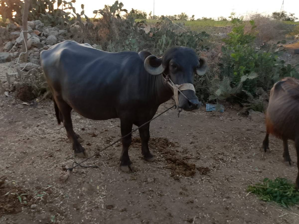 ખળેલી વેચવાની છે