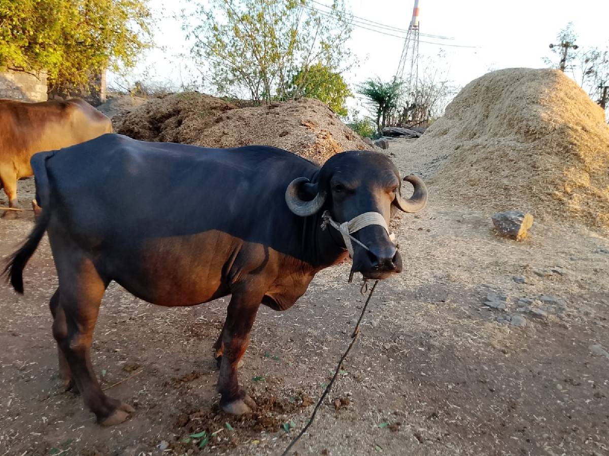 ખળેલી વેચવાની છે