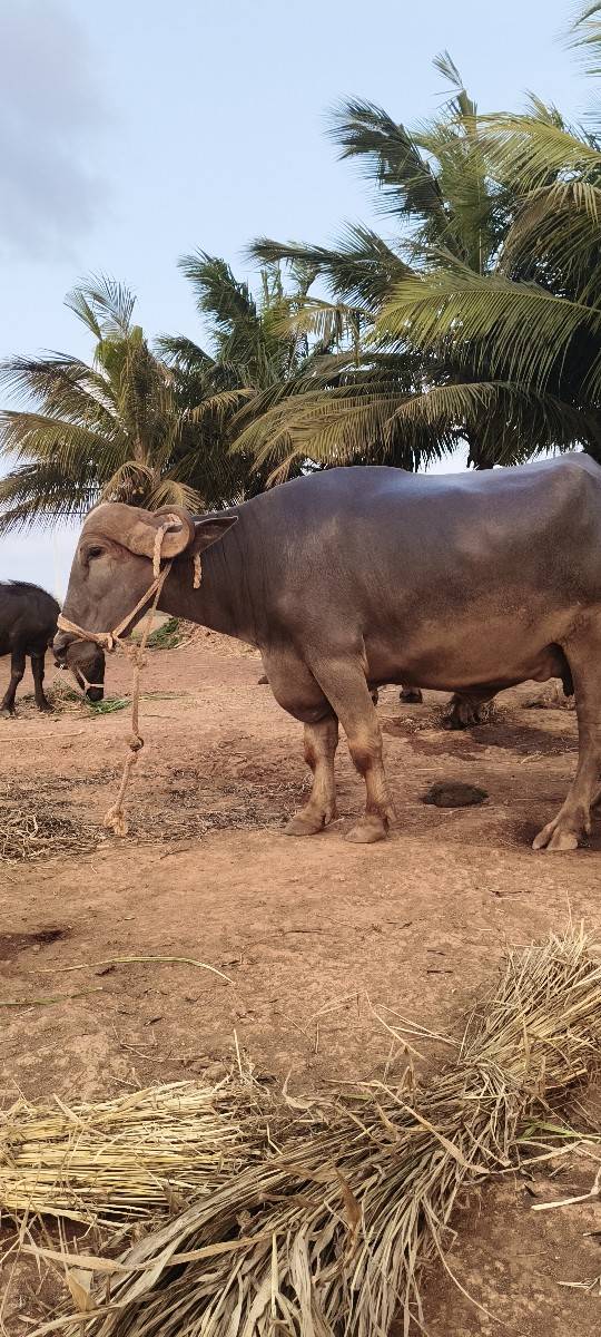ભેંસ વેચવા ની છે.