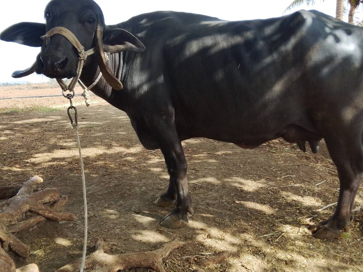 ભેંસ વેચવાની છે