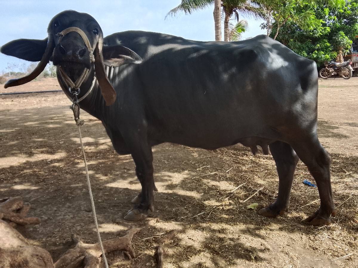 ભેંસ વેચવાની છે