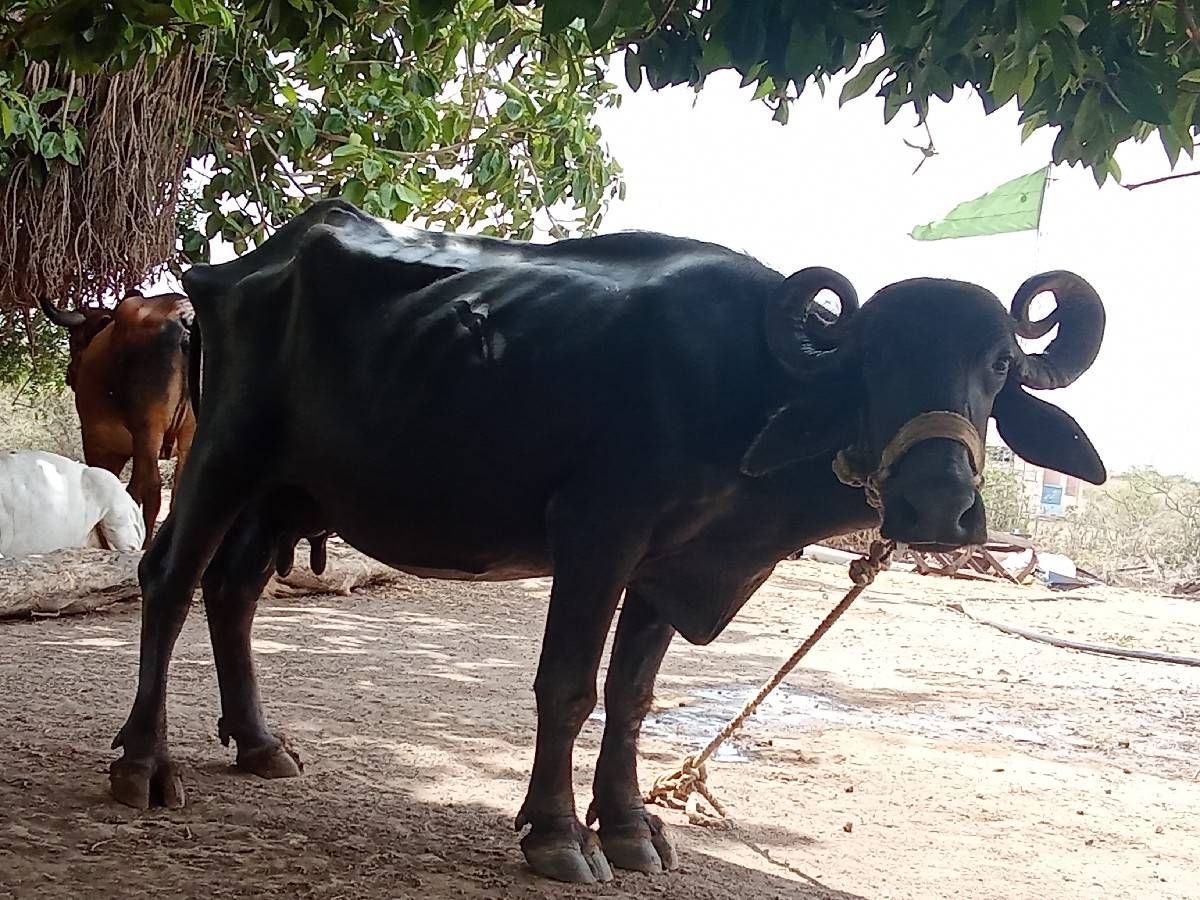 ભેંસ વેચાવછે