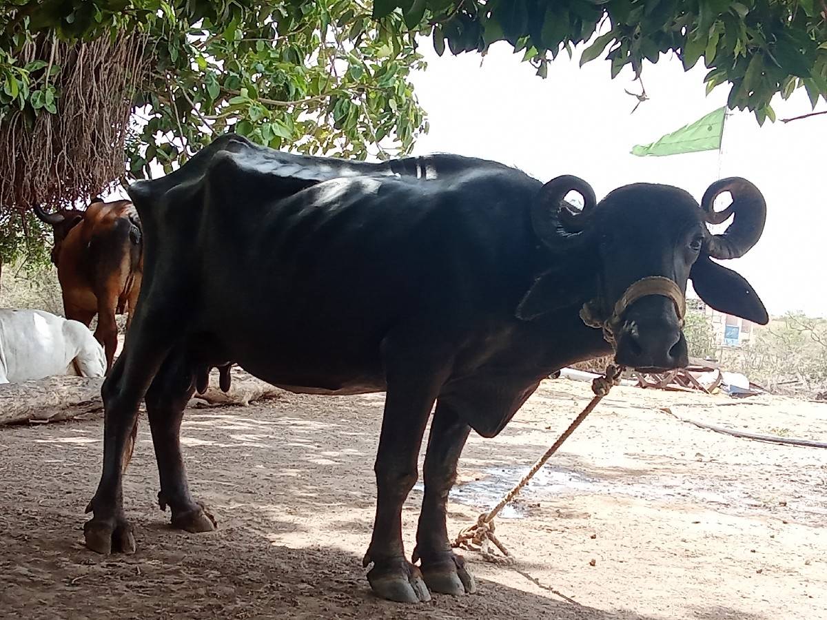 ભેંસ વેચાવછે