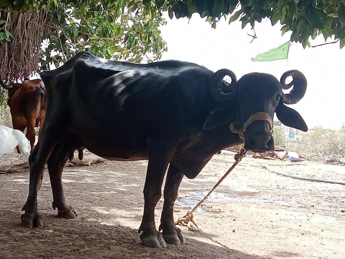 ભેંસ વેચાવછે
