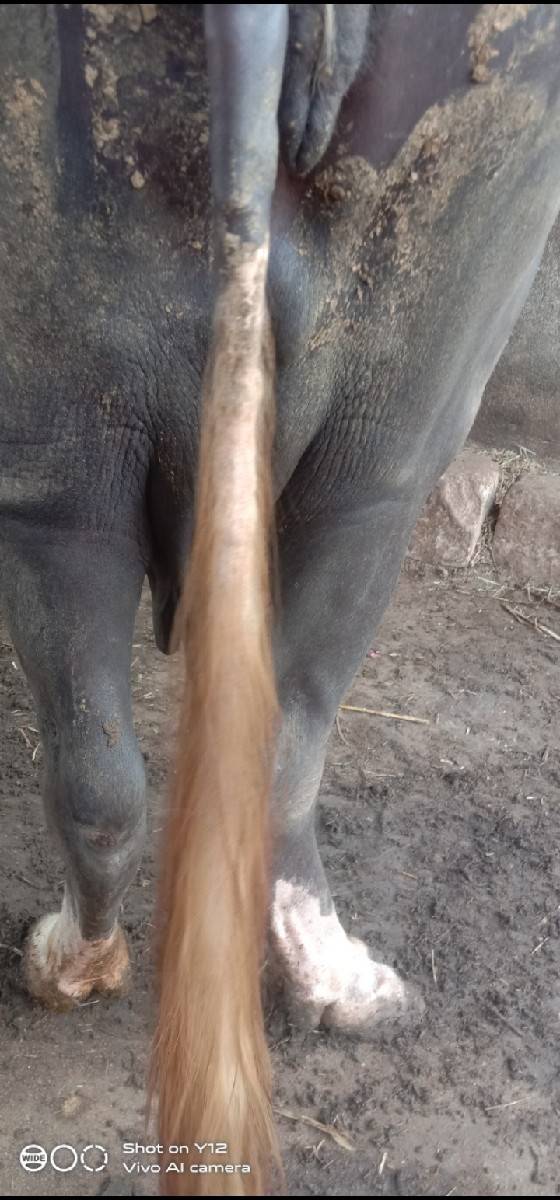 3 વેતર