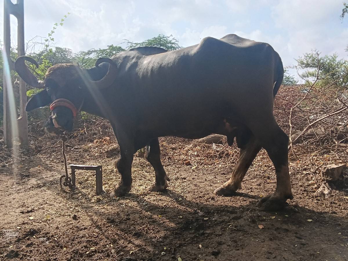 ભેંસ વેચવાની છે