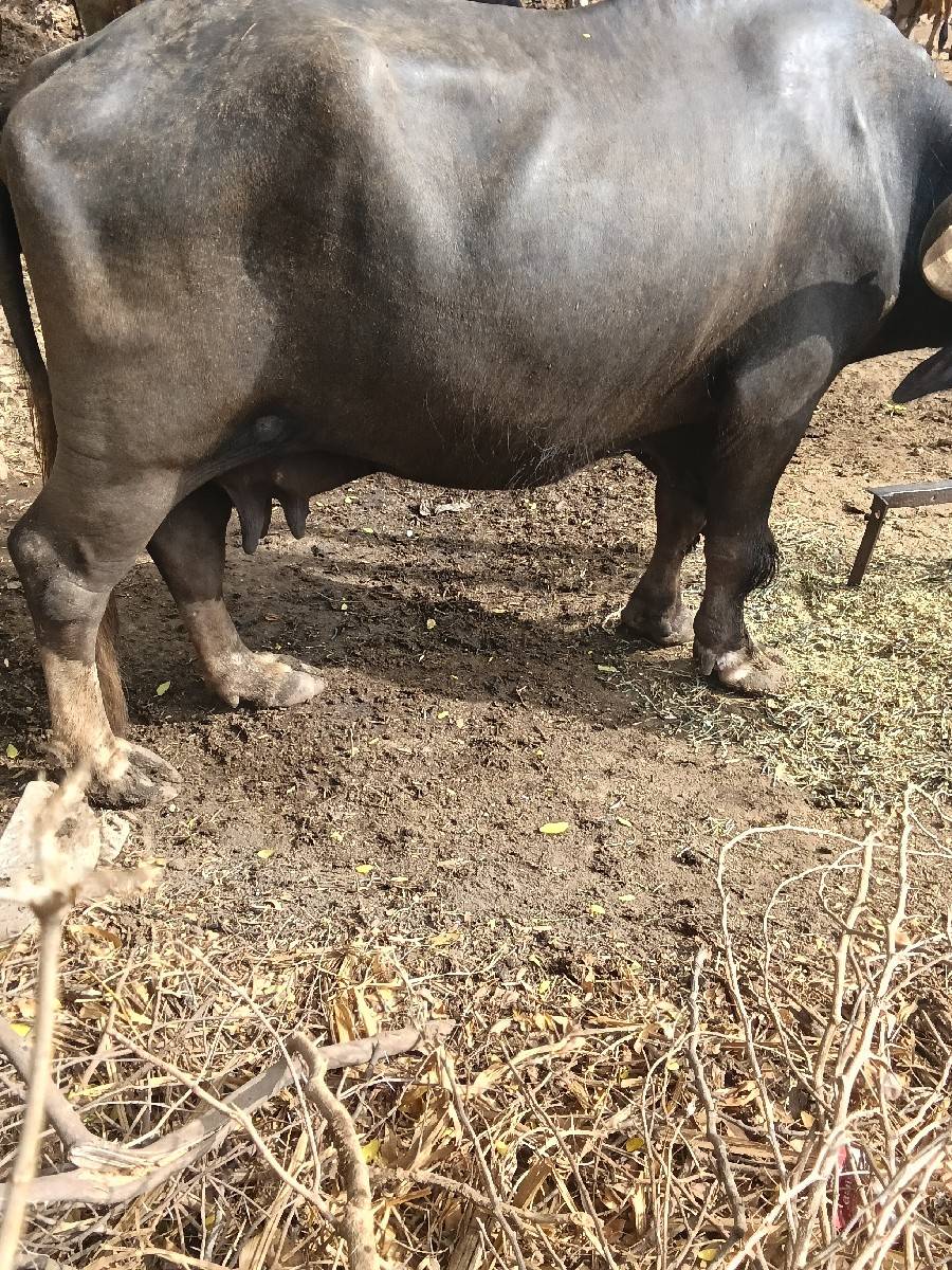 ભેંસ વેચવાની છે