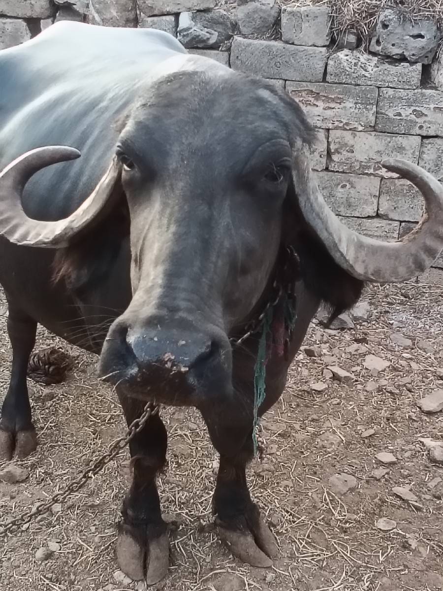 ભેંસ વેચવાની છે