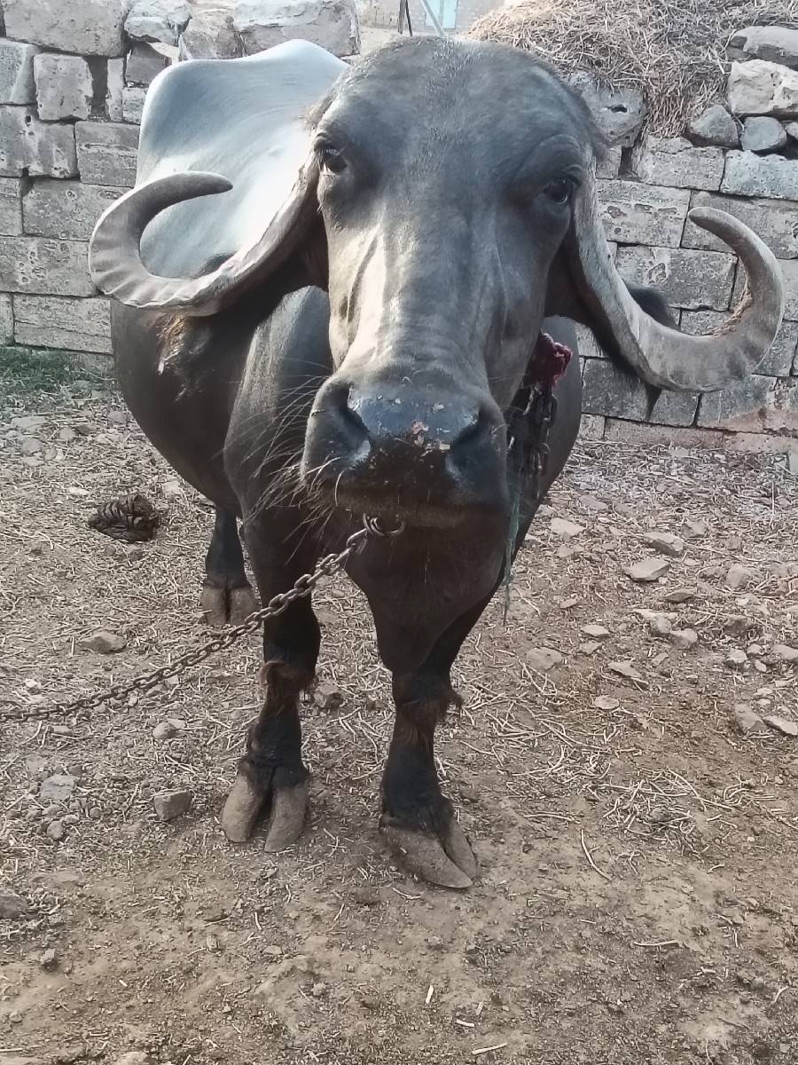 ભેંસ વેચવાની છે