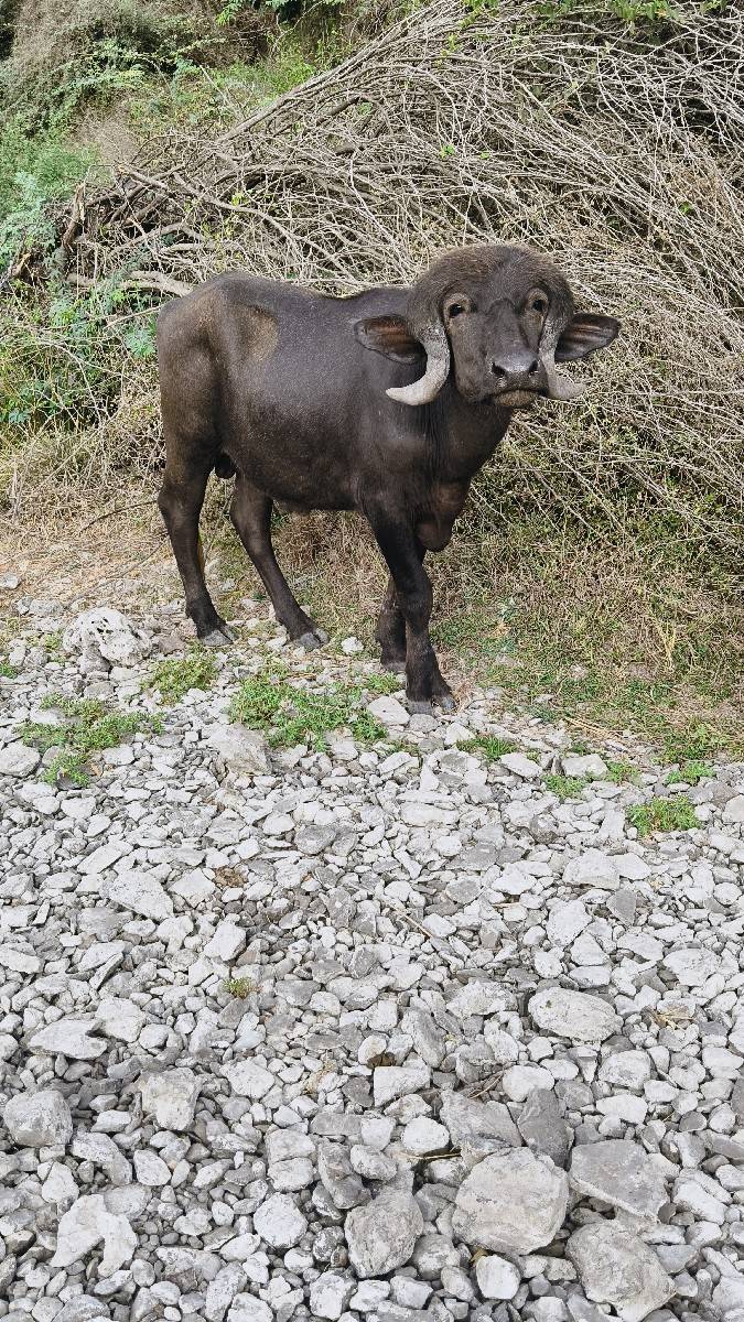 આ પાડો બે વર્ષનો છે