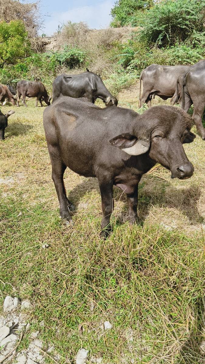 આ પાડો બે વર્ષનો છે