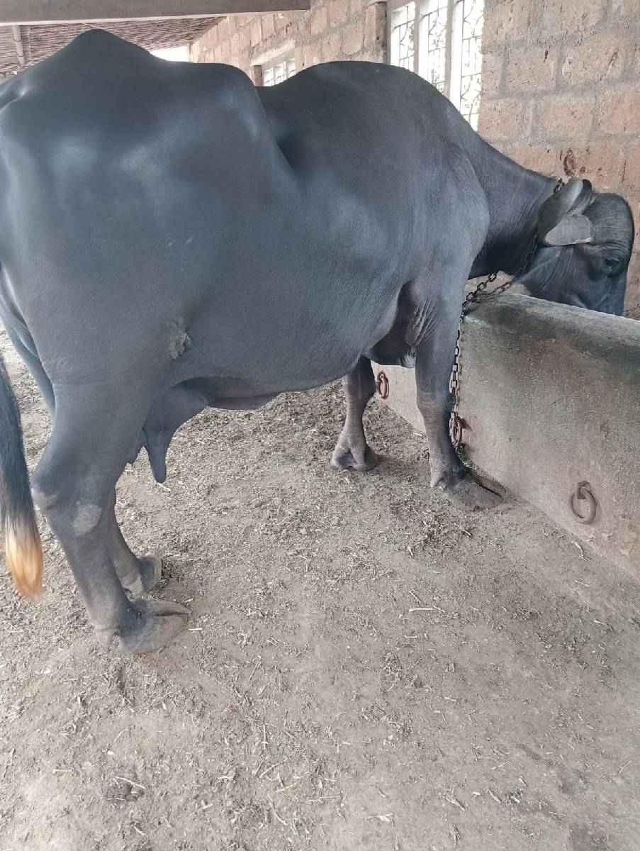 ભેંશ વહેંચવા ની છે