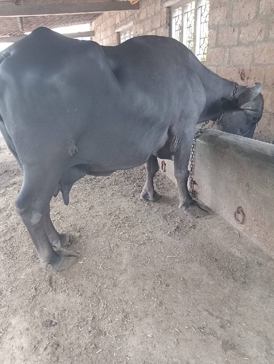 ભેંશ વહેંચવા ની છે