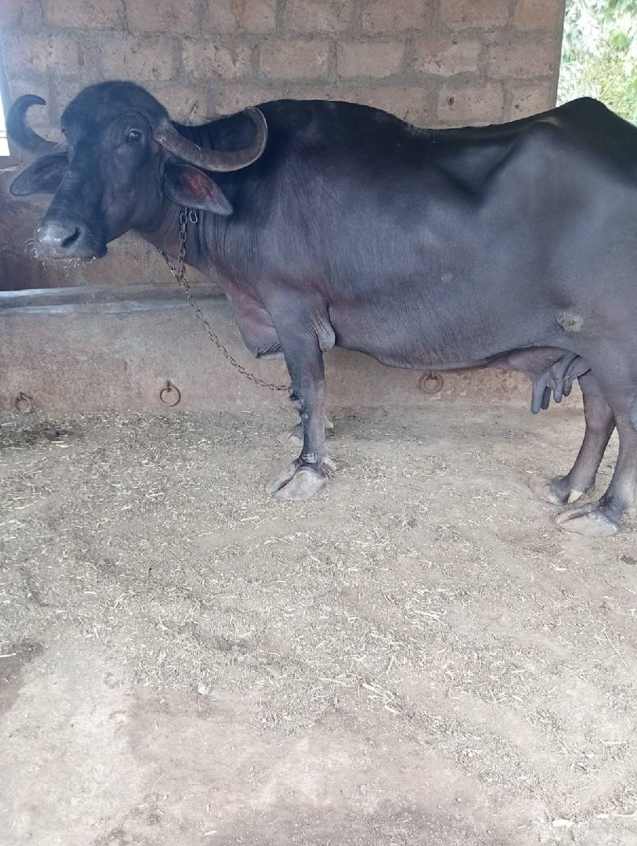 ભેંશ વહેંચવા ની છે