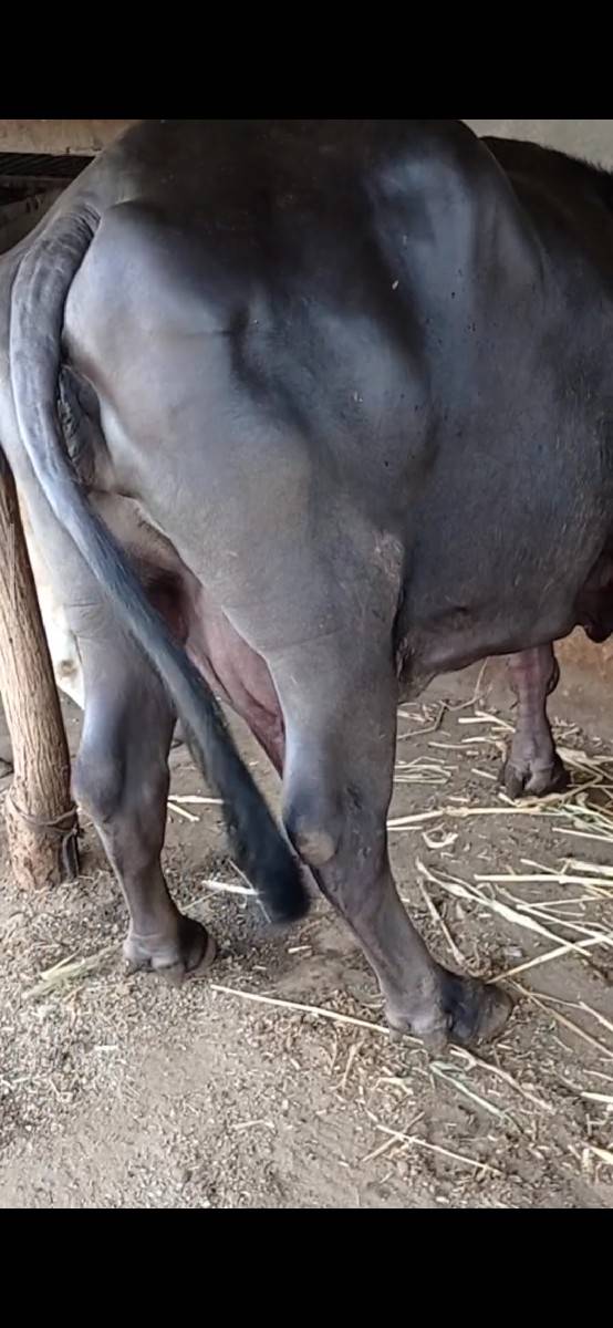 મોટી ભેંસ વેચવાની છે