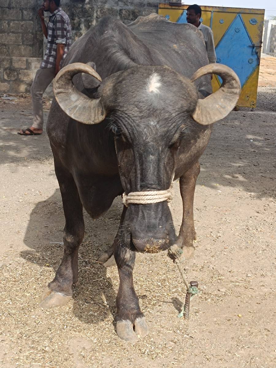 દેવભૂમિ દ્વારકા જિલ્લાના ખંભાળિયા