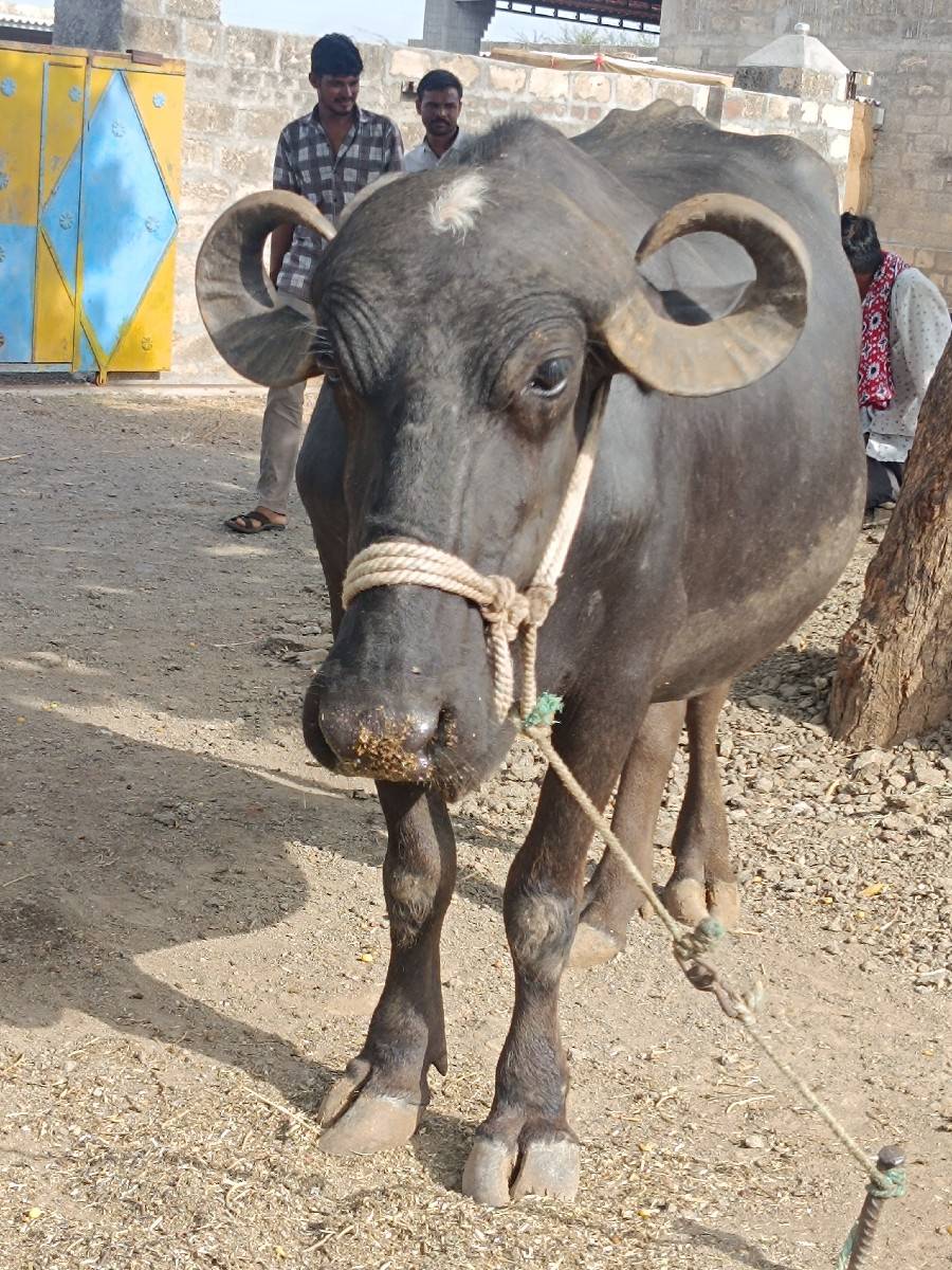 દેવભૂમિ દ્વારકા જિલ્લાના ખંભાળિયા