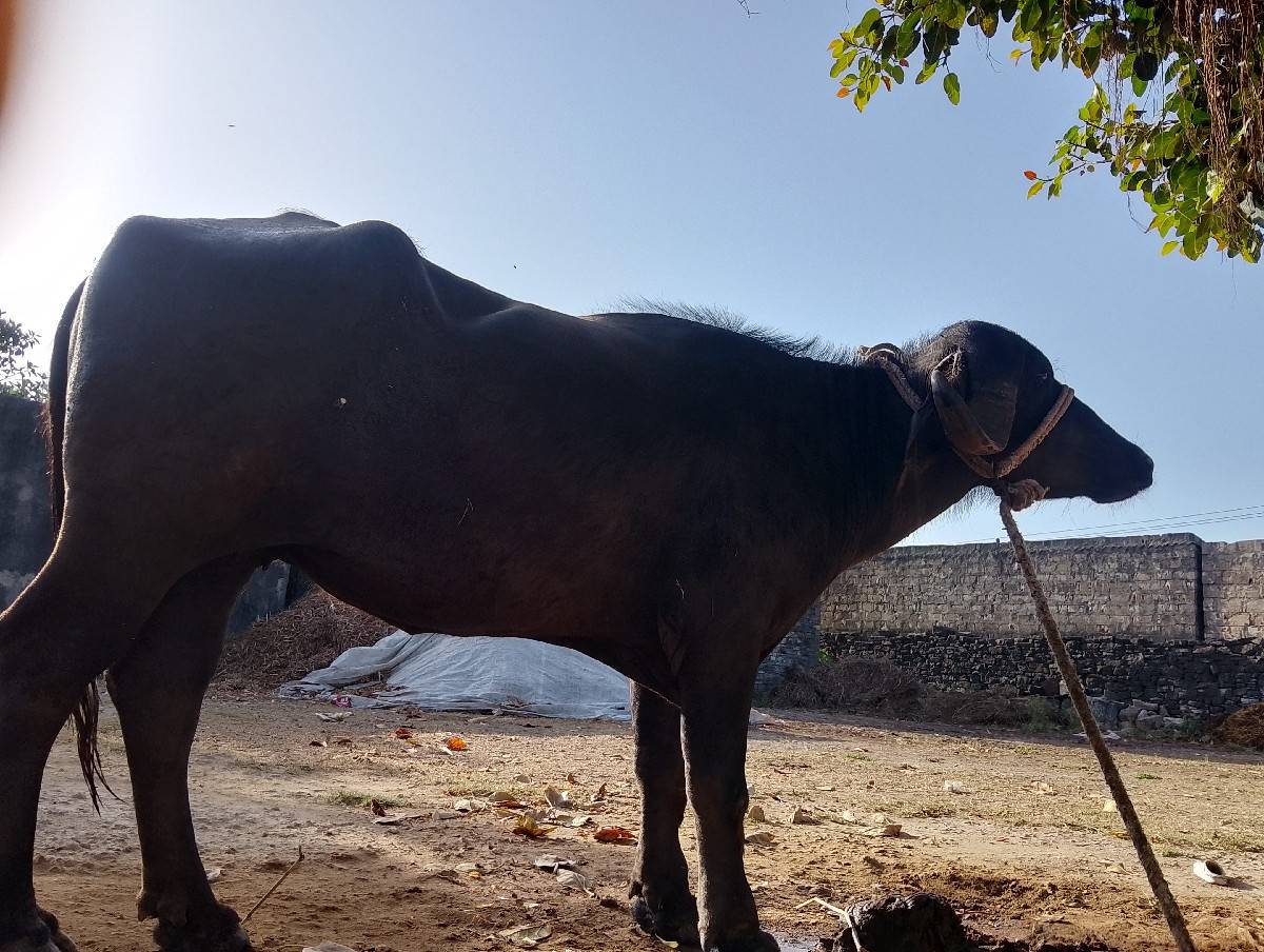 ખડેલી વેચવાની છે